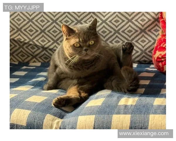 蓝猫比赛比什么-蓝猫比赛,究竟比的是什么?蓝猫比赛比什么 蓝猫比赛比什么-蓝猫比赛,究竟比的是什么?蓝猫比赛比什么